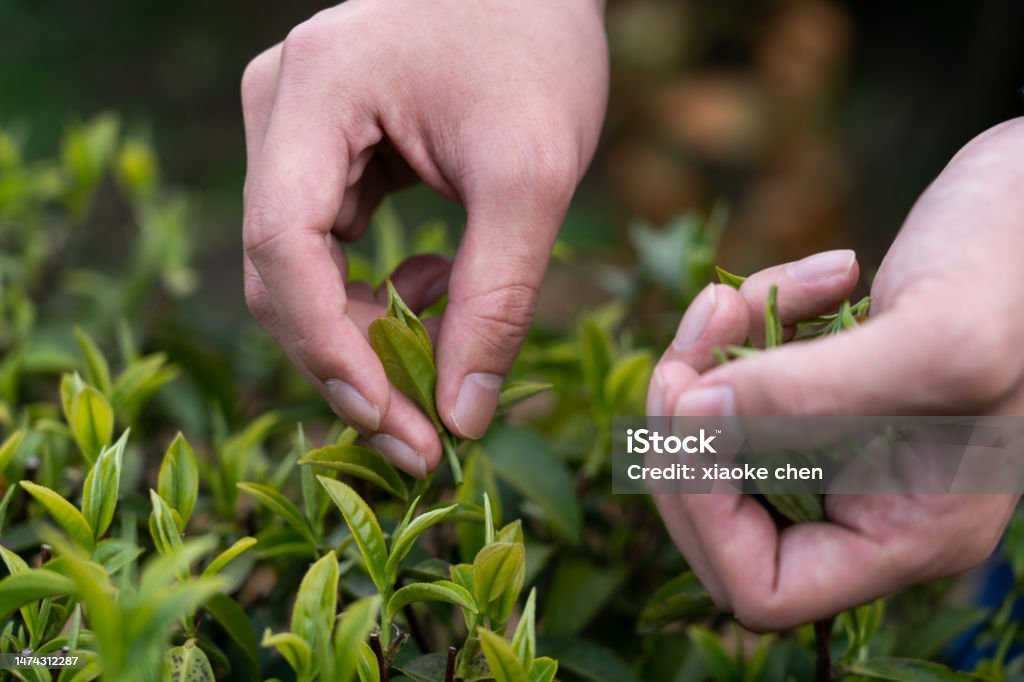 Close-up of hands picking tea leaves