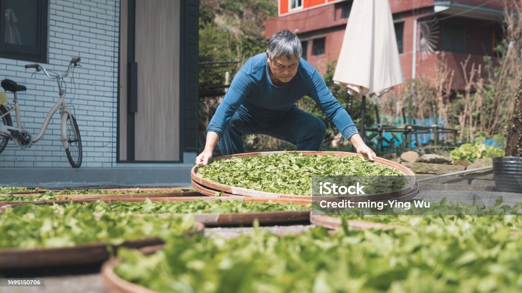 tea-plantation-daily-2