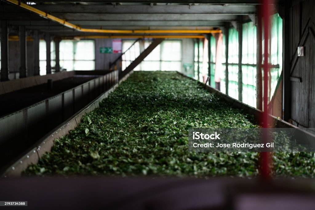 istockphoto-2193734388-1024x1024