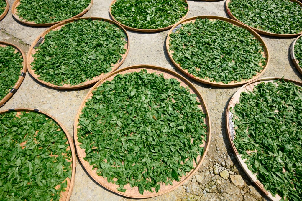 Asian farmer dry tea leaves with sun light near the house.