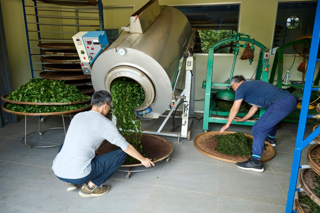Father and son farmer working up tea leaves in a tea factory.