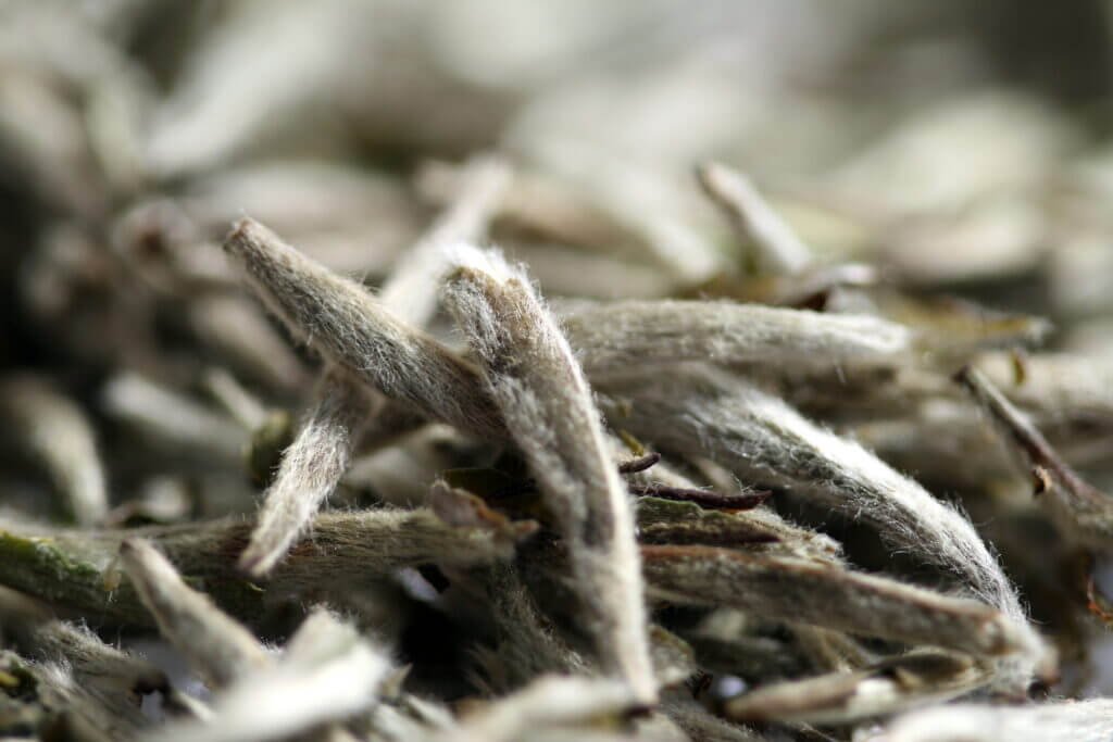 What Makes White Tea so Delicate and Unique?